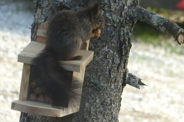écureuil à chalet chapelle des bois