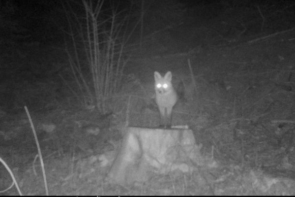 renard de nuit à chalet chapelle des bois